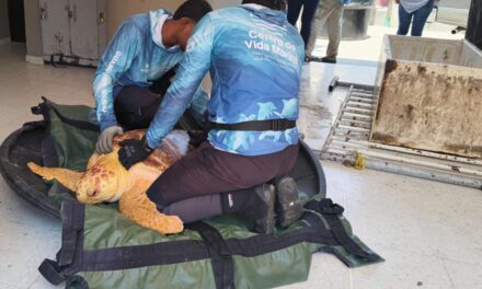 Pescadores del barrio Puerto Carreño se visten de héroes tras rescate de tortuga Caguama