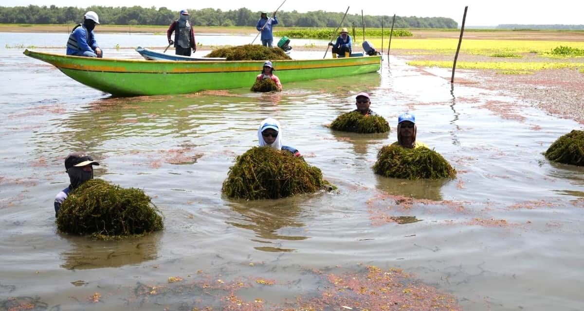Lucha contra la invasora Hydrilla empieza: CORPAMAG pone en práctica prueba piloto en la Ciénaga de Pajarales