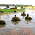 Lucha contra la invasora Hydrilla empieza: CORPAMAG pone en práctica prueba piloto en la Ciénaga de Pajarales