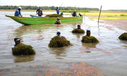 Lucha contra la invasora Hydrilla empieza: CORPAMAG pone en práctica prueba piloto en la Ciénaga de Pajarales