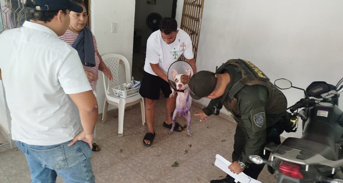 Por afectación a dos caninos, Alcaldía abre investigación