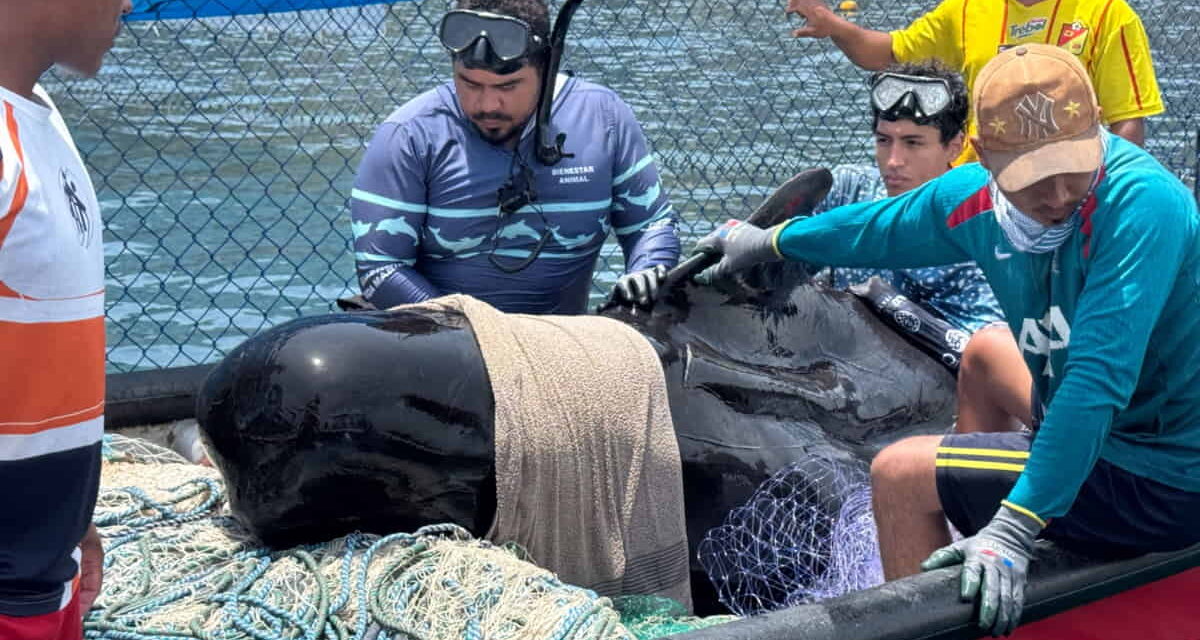 !Tristeza! muere ballena piloto a pesar de la atención especializada luego de su rescate en Tasajeras