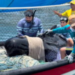 !Tristeza! muere ballena piloto a pesar de la atención especializada luego de su rescate en Tasajeras