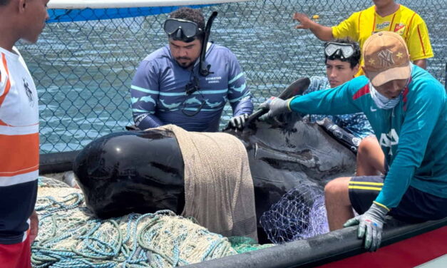 !Tristeza! muere ballena piloto a pesar de la atención especializada luego de su rescate en Tasajeras