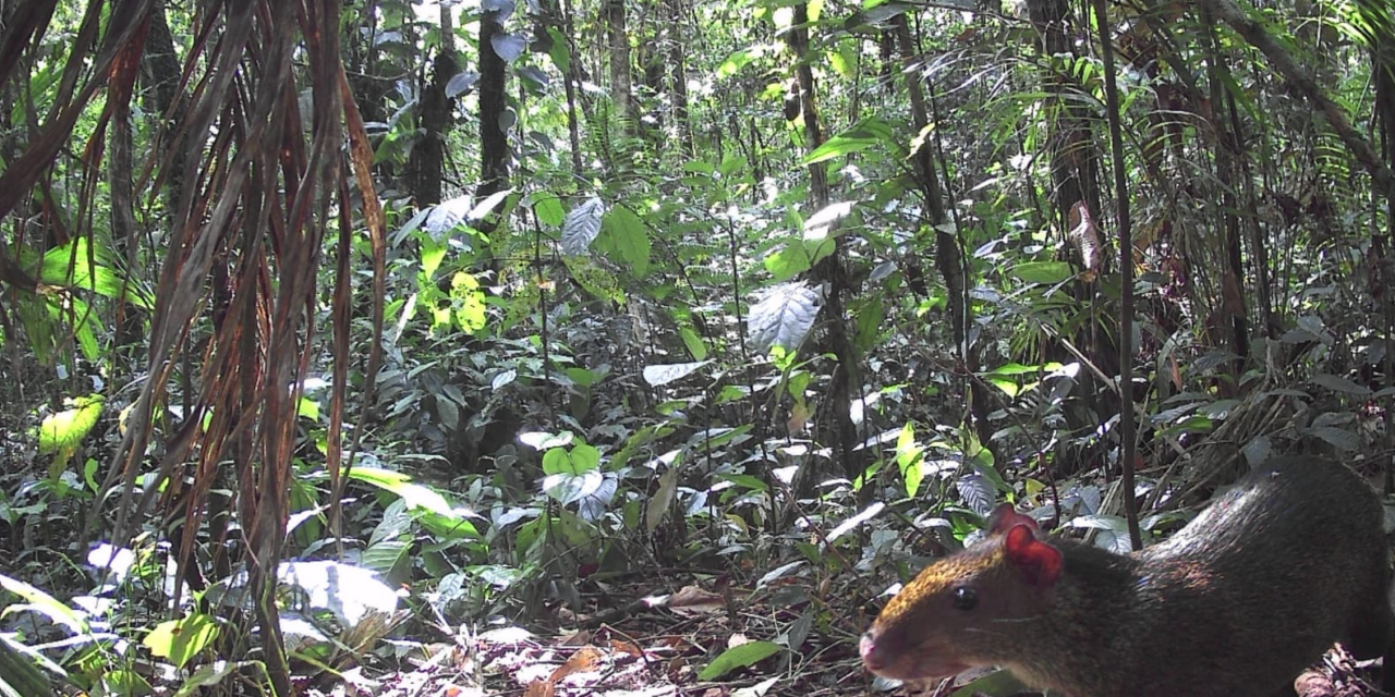 ‘Bosques Sagrados’: el laboratorio de conservación que protege la fauna de la Sierra Nevada de Santa Marta