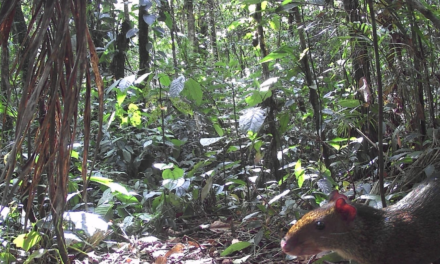 ‘Bosques Sagrados’: el laboratorio de conservación que protege la fauna de la Sierra Nevada de Santa Marta