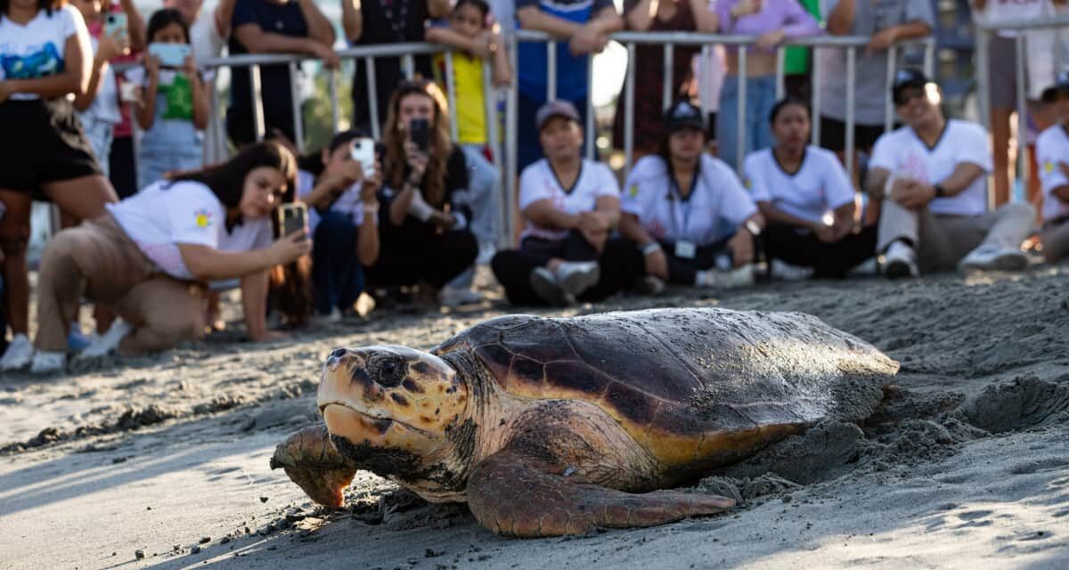 Día Mundial de las Tortugas Marinas: Así los celebró autoridad ambiental CORPAMAG