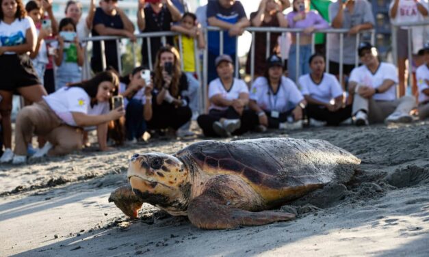 Día Mundial de las Tortugas Marinas: Así los celebró autoridad ambiental CORPAMAG