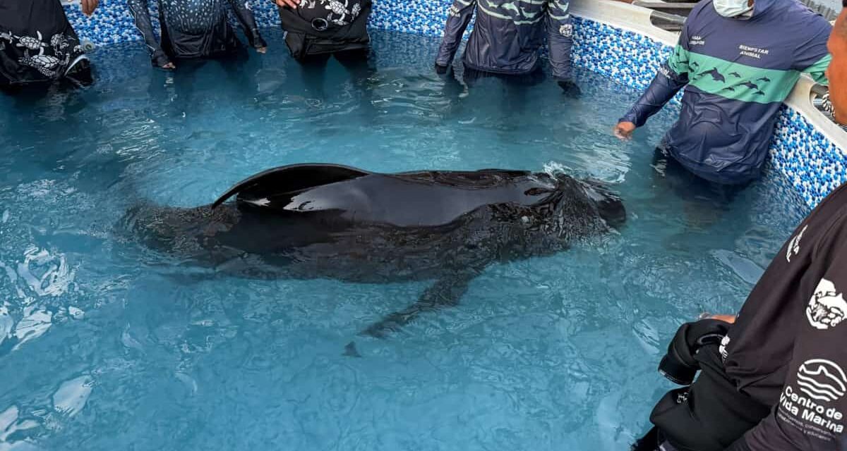Centro de Rescate de Fauna Marina atiende varamiento de Delfín Calderón en Taganga