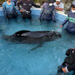 Centro de Rescate de Fauna Marina atiende varamiento de Delfín Calderón en Taganga