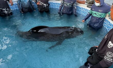 Centro de Rescate de Fauna Marina atiende varamiento de Delfín Calderón en Taganga