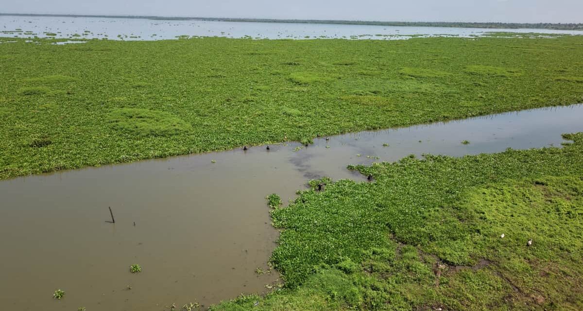 CORPAMAG en la Ciénaga de Cerro de San Antonio, avanza su recuperación hidráulica