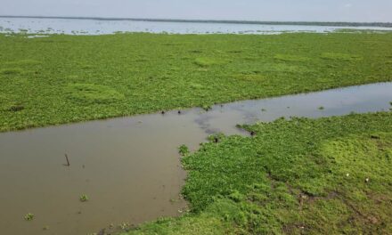 CORPAMAG en la Ciénaga de Cerro de San Antonio, avanza su recuperación hidráulica
