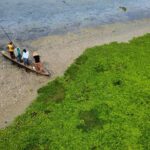Ante mortandad de peces en la Ciénaga La Tesca CORPAMAG  actúa