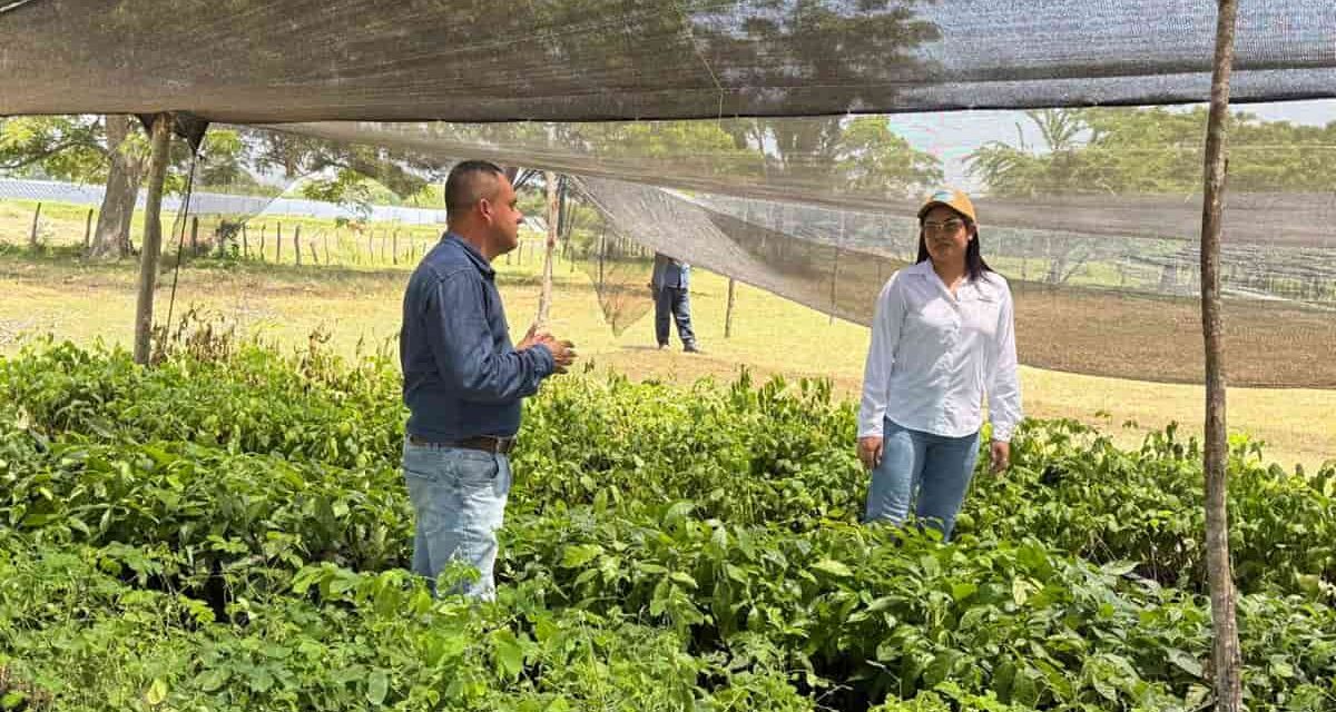 CORPAMAG inicia restauración de áreas degradadas con especies nativas en seis municipios