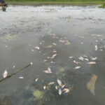 CORPAMAG realiza inspección ante nuevo reporte de mortandad de peces en la ciénaga de Tesca, Guamal