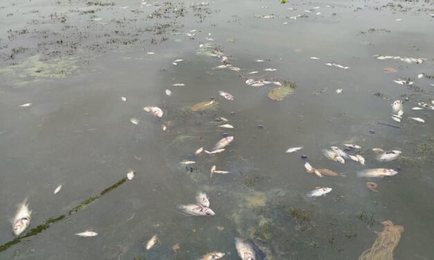 CORPAMAG realiza inspección ante nuevo reporte de mortandad de peces en la ciénaga de Tesca, Guamal
