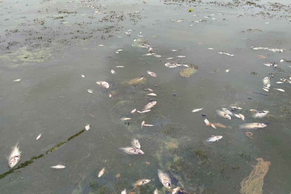 CORPAMAG realiza inspección ante nuevo reporte de mortandad de peces en la ciénaga de Tesca, Guamal